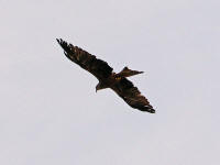 »Volerie des Aigles«, Château de Kintzheim