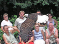»Volerie des Aigles«, Château de Kintzheim