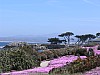 Iceflowers blomstrer i Monterey
