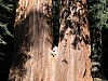 Kæmpe redwood-træer