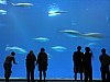 Monterey Bay Aquarium