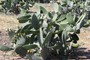 Dyrkning af nopales, dvs. spiselige kaktus, (N36º 26.986' W121º 26.189') ved Soledad (20070526_0009).