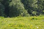 Fyledalen (20110521_0119).