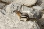 Den obligatoriske chipmunk ved Sulphur Mountain Summit, Banff, Canada (20110701_0069).