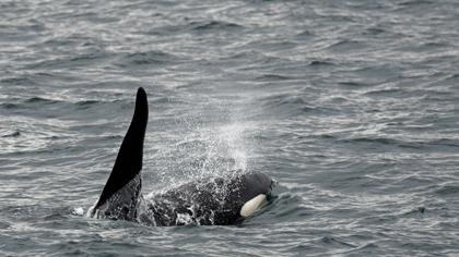 Orca (Killer Whale) ved Ólafsvík, Snæfellsnes, Island, juni 2020