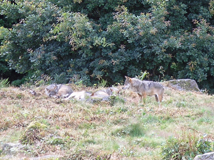 Les Loups de Chabrières